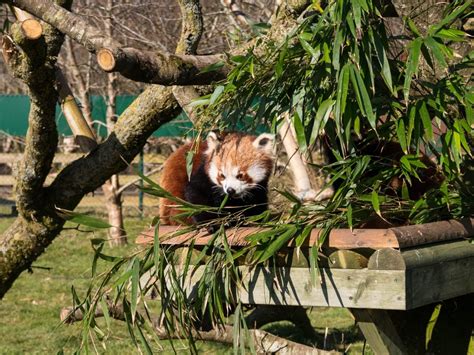 Fota Wildlife Park to extend its opening hours from tomorrow - Yay Cork
