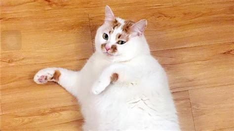 最胖的猫咪图片,胖猫咪图片配文字图片,胖猫咪图片(第4页)_大山谷图库