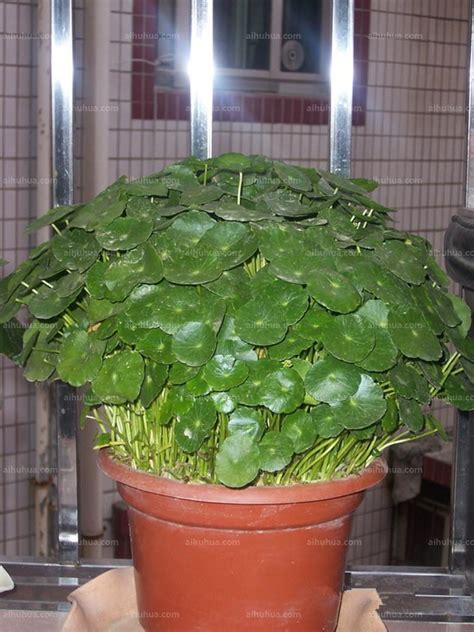 广金钱草图片