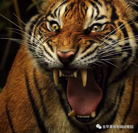 中国原是老虎种类最多的国家, 你知道或见过几种?|东北虎|华南虎|老虎_新浪新闻