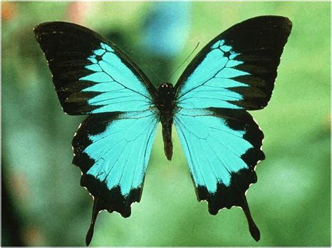 矍眼蝶 : 当你凝视这只蝶时，它会用6只眼睛回望你 - 知乎