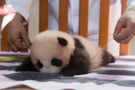 2015年新生熊猫宝宝首次亮相 萌物酣睡逗翻众人|大熊猫|雅安_凤凰资讯