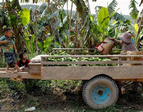 中国让老挝成为最大香蕉出口国 几年后当地人打死都不种