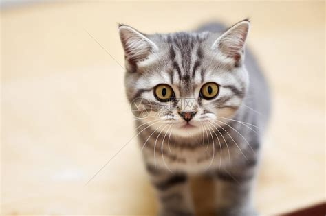 灰白猫咪摄影图__家禽家畜_生物世界_摄影图库_昵图网nipic.com
