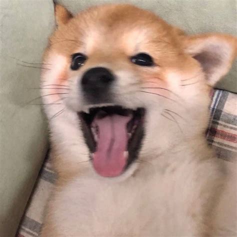 微笑狗头像图片