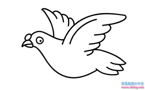 飞翔的鸽子怎么画可爱简单_鸽子简笔画图片 - 巧巧简笔画