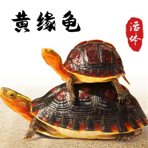 黄山龟蛇二峰高清图片下载_红动中国