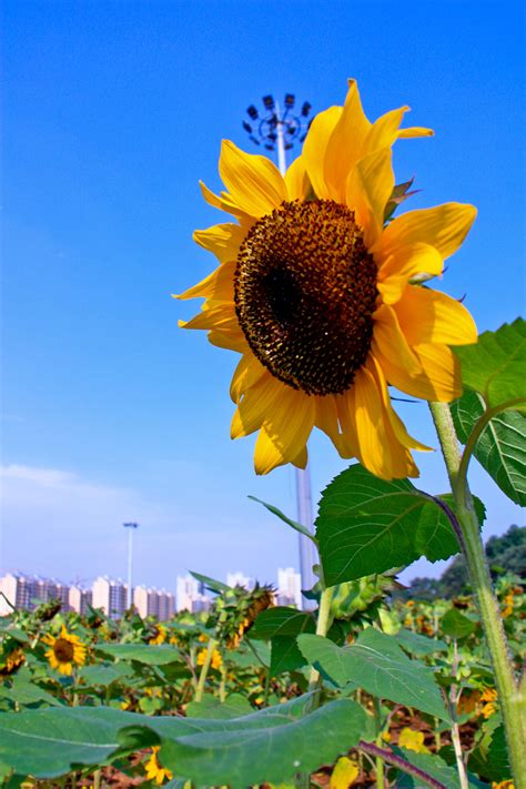 一朵鲜艳的向日葵图片-一朵向日葵素材-高清图片-摄影照片-寻图免费打包下载
