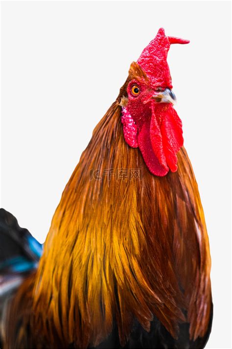 禽类家禽动物公鸡素材图片免费下载-千库网