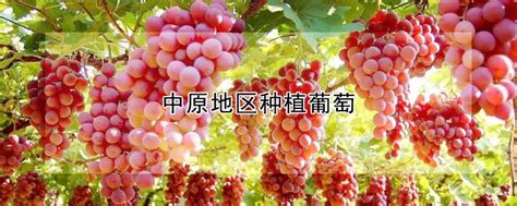 中国中原地区种植葡萄始于什么时候？_酷知经验网