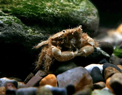螃蟹绑着放水里能活多久，你知道吗