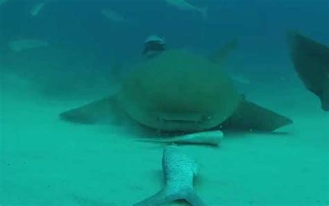 巴西费尔南多-迪诺罗尼亚群岛的一条护士鲨视频素材_ID:VCG42N1405654354-VCG.COM