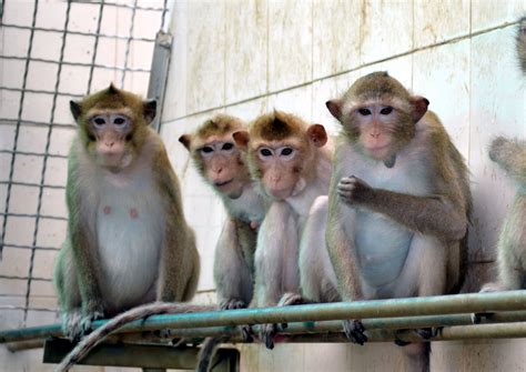张家界可爱的猴子高清图片下载-正版图片500416197-摄图网