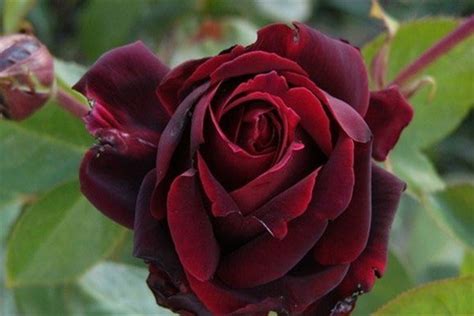 黑巴克玫瑰的养殖方法-藤本月季网