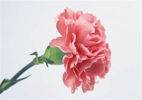 粉红色康乃馨高清图片下载-正版图片600131009-摄图网