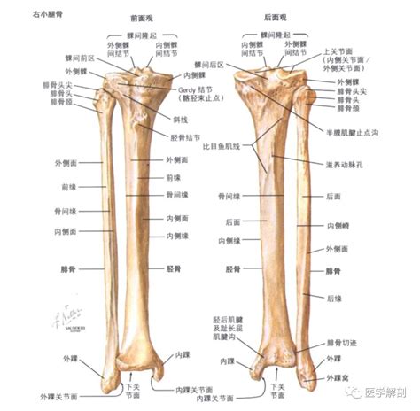 【小腿骨骼结构图】【图】小腿骨骼结构图介绍 从7方面让你了解小腿构造(3)_伊秀健康|yxlady.com