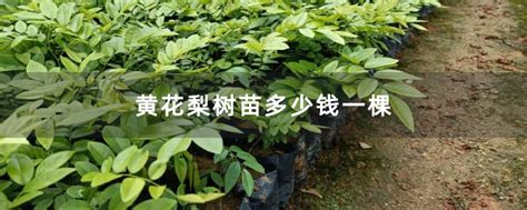木棉花怎么种植?木棉花种植方法-种植技术-中国花木网