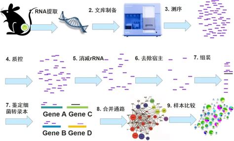 微生物比较基因组精品系列课【全套】_上海唯那生物官网