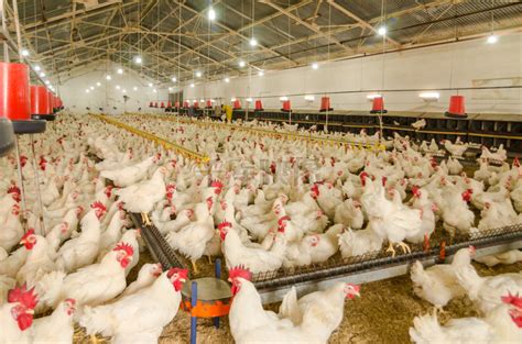 在养鸡场中饲养的公鸡高清图片下载-正版图片600342936-摄图网