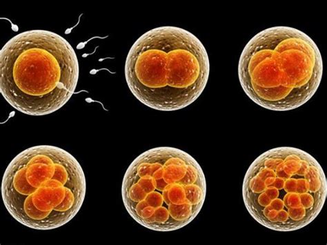 胚胎等级划分标准 - 好孕无忧