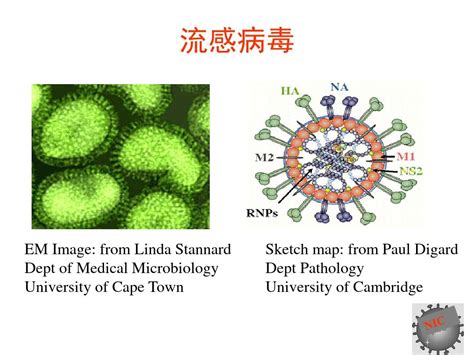 吃西瓜感染禽流感？最新回应！|上海市|禽流感_新浪新闻