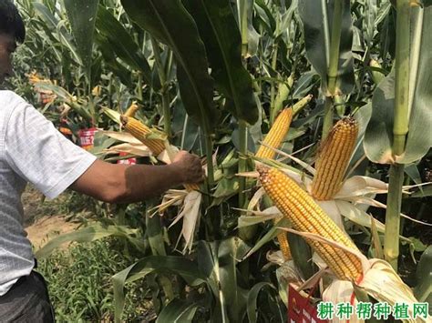 秋乐618玉米种特征特性，附简介 - 农村网