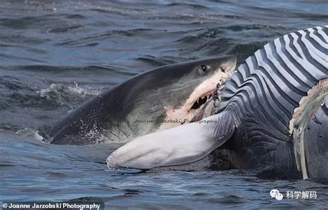 大白鲨狩猎虎鲸，往往由猎人转换为猎物，智商是硬伤