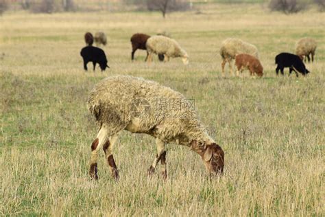 牧羊的在村旁泉地各种羊高清图片下载-正版图片307087787-摄图网