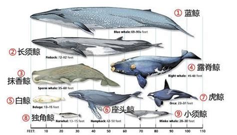 蓝鲸到底有多大呢？这么说吧，它的主动脉比你大腿还粗……| 果壳 科技有意思