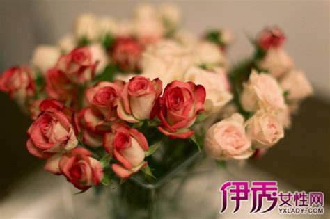 蔷薇花的花语大全介绍,不同颜色蔷薇花花语-绿宝园林网