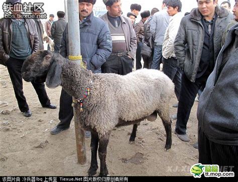 新疆兵团一职工养殖33只刀郎羊新闻频道__中国青年网