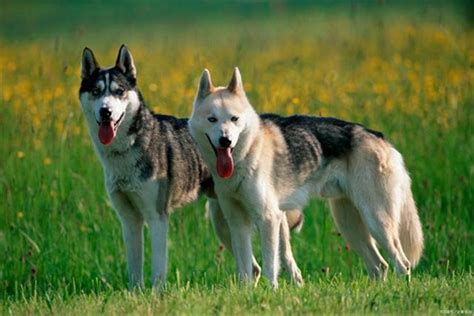 狼和狗 有什么区别哪里差别 - 生活百科 - 微文网