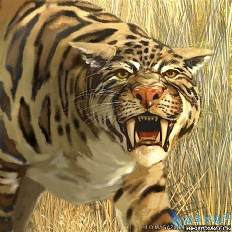 世界上最大的猫科动物：体型比老虎还大，却不是一个独立的物种！_腾讯视频