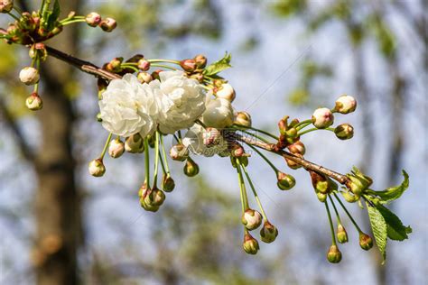 樱桃树果园的花在春日开花高清图片下载-正版图片505008411-摄图网