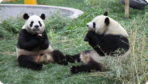 成都大熊猫“金宝”因长相潦草而走红 - 世相 - 新湖南