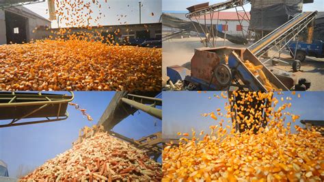 玉米全线大涨，贸易商提价收粮了！_影响_企业_玉米价格