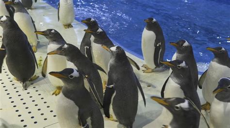 泉州欧乐堡海洋王国企鹅喂食互动开启