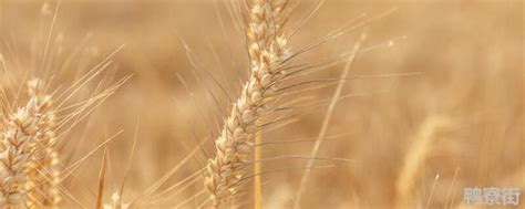 乐土t60小麦品种介绍 乐土T60小麦品种介绍 - 农商知识网
