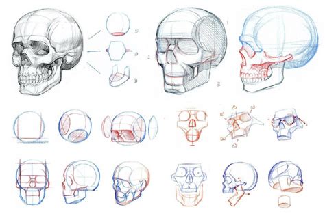 头部解剖结构-人头骨解剖及头部骨点位置-露西学画画