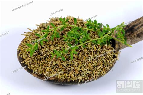 Herniaria glabra (Herniaria glabra), dried, Smooth Centaury, Urinary ...