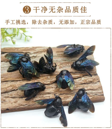 竹蜂图片