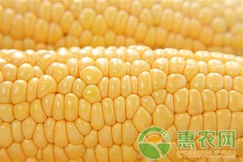 2018年6月4日山东青州糯玉米价格 - 张修永 - 蔬菜商情网鲜玉米价格