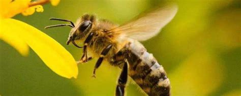 蜜蜂的特点 蜜蜂的象征意义是什么_知秀网