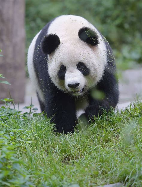 大熊猫“七仔”的惬意秋天 | 我们的绿水青山|大熊猫|我们的绿水青山_新浪新闻