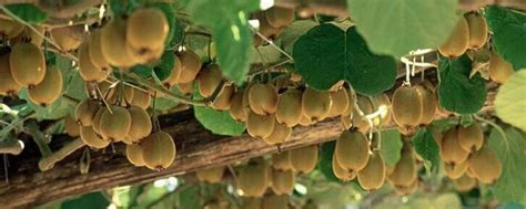 猕猴桃高效栽培技术要点，具体怎样种植 - 农敢网
