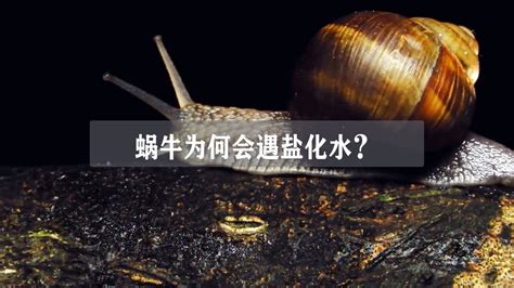 蜗牛为何会遇盐化水？蜗牛究竟是益虫还是害虫？_腾讯视频}