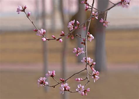 美丽吴忠（23）| 春暖花开！邀您共赏充满韵味和生命力的春日花开