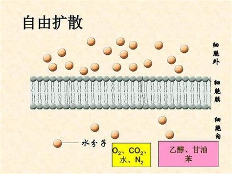 离子-偶极相互作用促进膜离子通道构建