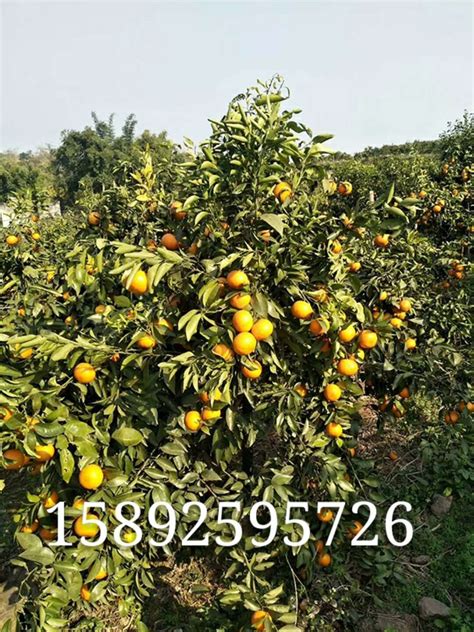 南充柑橘苗，南充柑橘苗产量，南充柑橘苗的批发-南充黄页88网