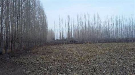 新疆伊犁州特克斯县库克苏乡1000平方米农村宅基地转让- 聚土网